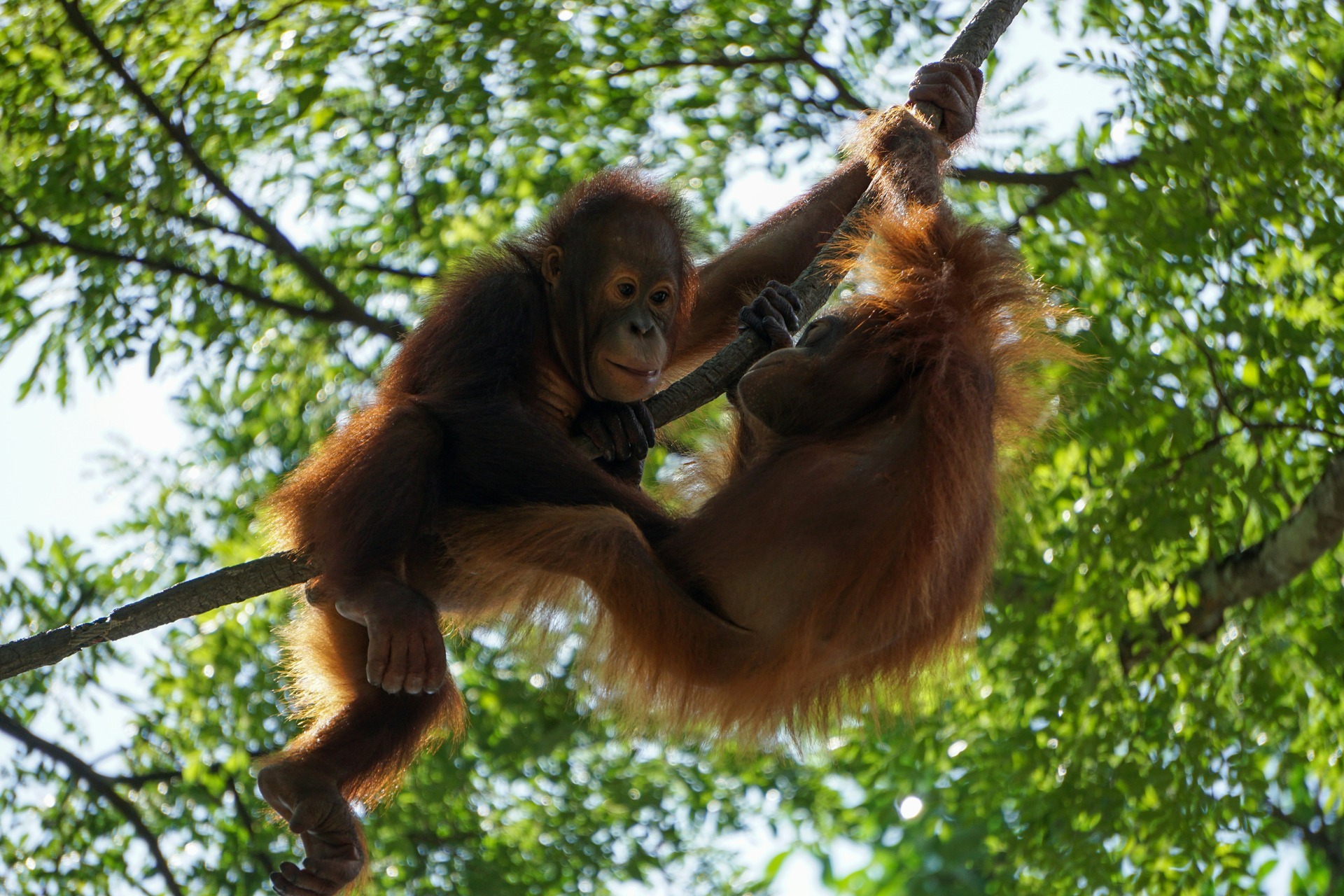 photo of young orangutans in a tree