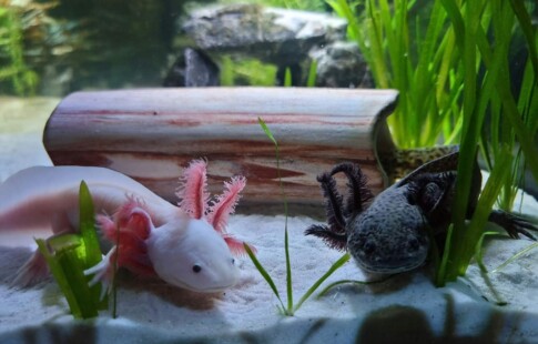 the axolotl, one of the most celebrated regenerative creatures