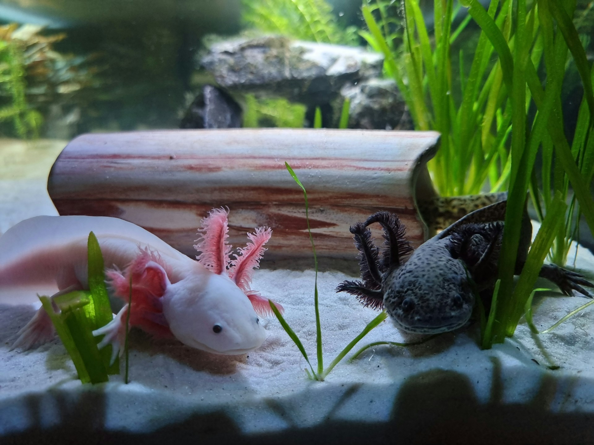 Pink Albino and Brown Grey Axolotl in a tank