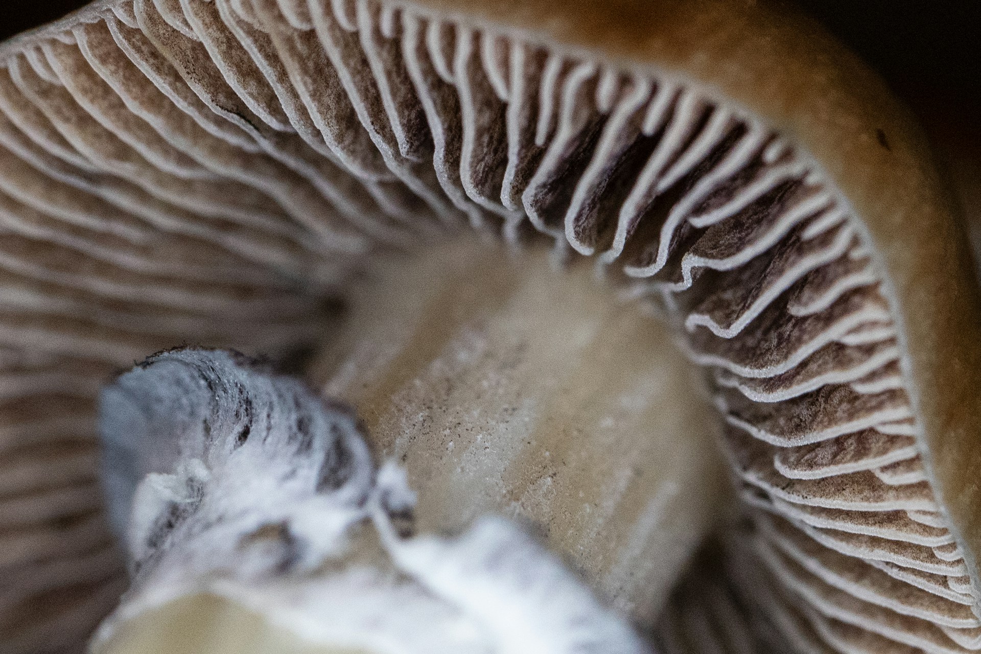 To identify dangerous fungi, you'll take a spore print from the gills of some species of mushroom, as seen here.