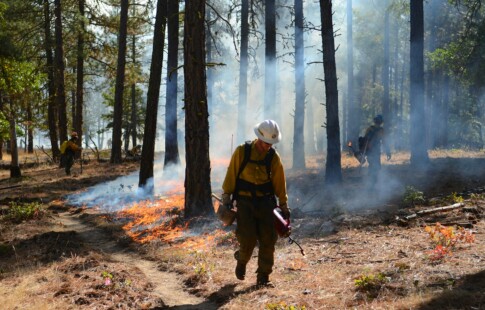 Man Setting Forest on Fire for Prescribed Burn