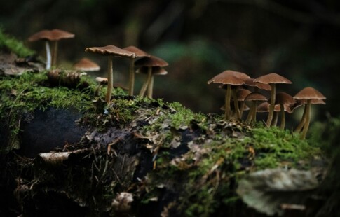 gathering of mushrooms on a mossy log