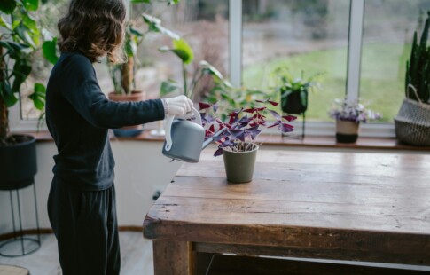 Woman watering a potted planet