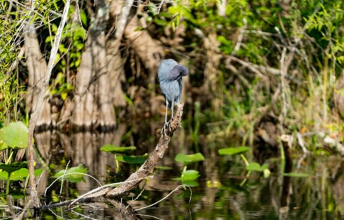 Blue Heron on a Mangrove Stump in the Everglades