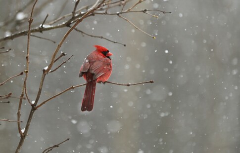 Winter bird feeding helps local birds survive the winter.
