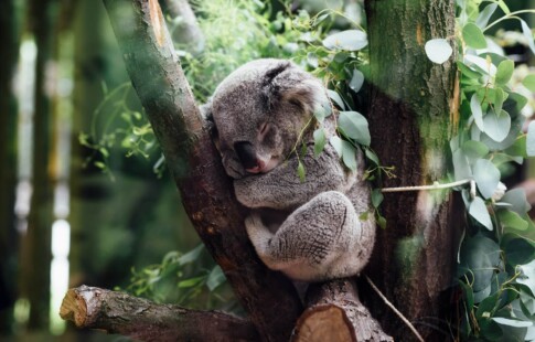 a koala peacefully sleeping on a tree