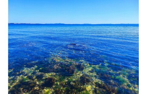 Sea moss benefits are numerous, particularly for health reasons.