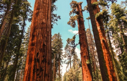 Tall trees against a blue sky