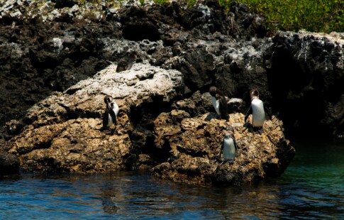 a photo of galapagos penguins standing on coastal rocks
