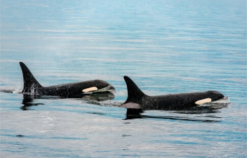 Orcas are matriarchal as a survival tactic.