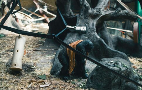 Animals within the illegal wildlife trade may end up in private ownership or be used for medicinal purposes.