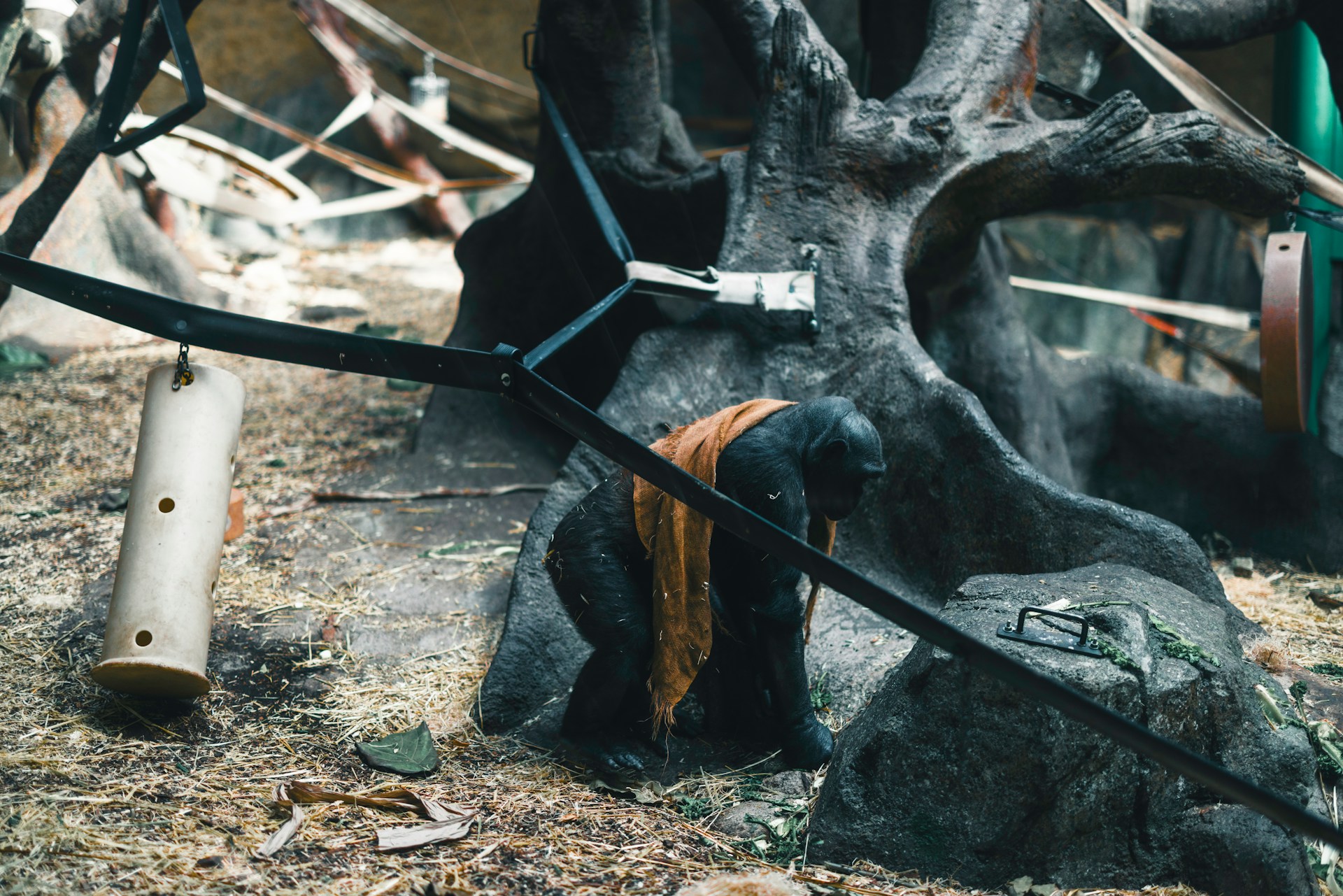 Animals within the illegal wildlife trade may end up in private ownership or be used for medicinal purposes.