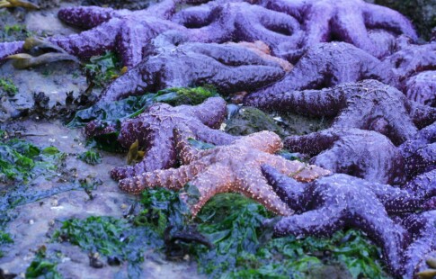 Pisaster ochraceous sea stars on a rock surface