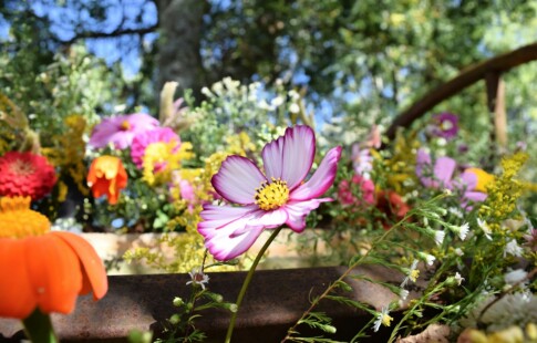 Colorful flowers in a garden