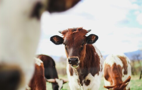 photo of brown cows in the field