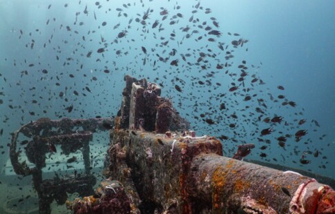 Fish swimming around a sunken ship