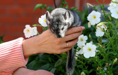 There are 10 proper ways to handle animals.