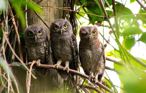 a parliament of owls perched on a branch