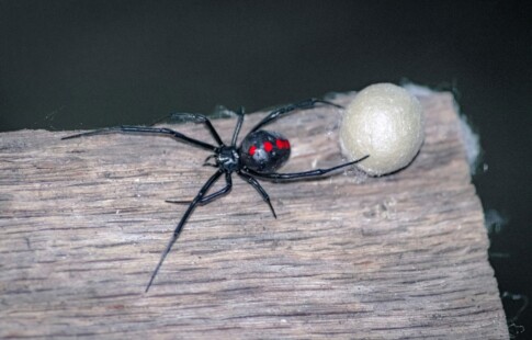 The black widow spider is a commonly misunderstood creature.