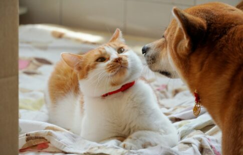 Cats and dogs can be bad for wildlife if they're allowed to interact with it without supervision.
