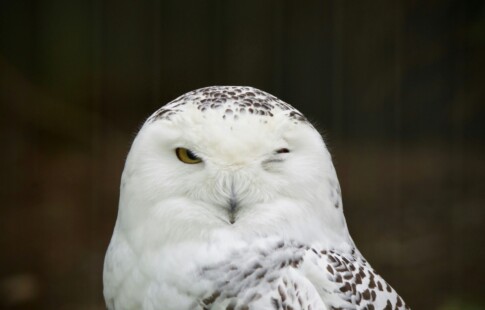 Snowy owl in zoo